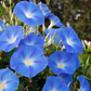 100 Morning Glory Seeds | Blue and White Blooms | Ipomoea tricolor | Non-GMO Vine Flower for Fences, Trellises & Garden Arches