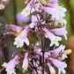 100 mg Seeds Penstemon Commarhenus (Dusky Beardtongue) for Planting | Native Perennial Wildflower for Pollinator Gardens & Meadows