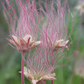 20 Prairie Smoke Fire Flower Seeds – Geum triflorum – Rare Wildflower Seeds for Garden – Unique Feather-Like Blooms