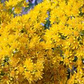 700 Oligoneuron Rigidum Stiff Goldenrod Seeds, Perennial Wildflower, Native, Yellow Blooms, Pollinator-Friendly, Garden, Landscape Plant