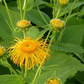Inula magnifica Seeds (20) | Giant Elecampane Fleabane | Dramatic Garden Perennial | Alaska Grown