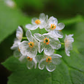 20 Skeleton Glass Flower Seeds – Diphylleia grayi – Rare Transparent Petals – Ghost Flower Seeds for Garden
