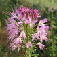 20 Passion Bee Flower Seeds - Unique Swirl Bloom - Rare Pollinator Flower Seeds for Garden - Attract Bees & Butterflies