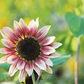 50 Strawberry Blonde Hybrid Sunflower Seeds - Rare Bicolor Blooms - Easy to Grow - Pollinator Friendly - Non-GMO