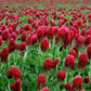 100+ Crimson Clover Seeds | Trifolium incarnatum | Fast-Growing Cover Crop or Pollinator Flower | Great for Soil & Spring Color