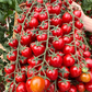 200 Seeds Waterfall Tomato - Heirloom, Non-GMO, High-Yield Cherry Tomato - Sweet & Juicy - Perfect for Gardens, Containers