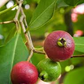 1 Cattley Strawberry Guava Psidium Cattleianum Seedlings 7"-12", Tropical Fruit, Edible Guava, Easy to Grow, Sweet & Delicious Fruit Plant