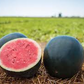 50 Black Diamond Watermelon Seeds | Classic Summer Fruit | Large Sweet Heirloom Variety | Grow Juicy Melons in Garden or Backyard