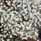 1,000 Baby’s Breath Seeds | Gypsophila elegans | Non-GMO Annual Flowers for Bouquets, Borders & Pollinator Gardens