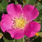 30 Woods Rose Seeds | Rosa woodsii | Grow Wild Rose Bushes from Non-GMO Seeds | Native Pink Shrub for Naturalized Landscapes