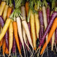 500 Rainbow Carrot Seeds | Colorful Daucus carota Blend | Grow Purple, Yellow, Orange & White Carrots | Heirloom Garden Favorite