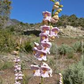 100 mg Seeds Penstemon Palmeri (Palmer's Beardtongue) for Planting | Fragrant Native Wildflower for Dry, Rocky Soils & Pollinator Gardens