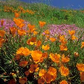 1,000 California Poppy Seeds | Eschscholzia californica | Non-GMO Wildflower for Pollinator Gardens, Borders & Dry Landscapes