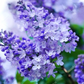 50 Purple Lilac Seeds | Syringa vulgaris | Non-GMO Fragrant Shrub for Landscaping, Hedges & Spring Blooms | Stunning Purple Flowers