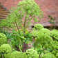 Angelica archangelica Seeds - 50 Count - Norwegian Angelica - Biennial Herb - Zone 4-7