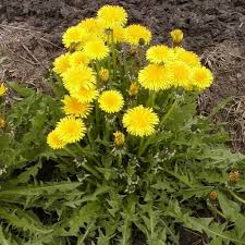 250 Dandelion Seeds | Taraxacum officinale | Non-GMO Perennial Wildflower for Pollinator Gardens & Natural Landscaping