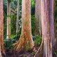 40 Rainbow Eucalyptus Seeds (Eucalyptus deglupta) - Vibrant Colorful Gum Tree, Fast-Growing, Tropical Evergreen, Unique Landscaping Plant