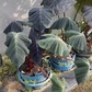 Elephant Ear Bulbs, Colocasia esculenta, 2 Live Rooted Bulbs, Tropical Foliage Plant, USDA Zones 8-11, Organic