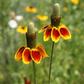 250 Seeds Mexican Hat (Ratibida columnifera) for Planting | Vibrant Native Wildflower for Meadows & Pollinator-Friendly Gardens
