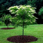 100 Lily of the Valley Sourwood Seeds (Oxydendrum arboreum), Honey Bee Tree, Fragrant White Flowers, Native Tree, Wildlife Friendly