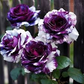 20 Rare Purple & White Twin Striped Rose Seeds - Unique Bicolor Blooms - Fragrant Perennial Flower - Easy to Grow - Heirloom Variety