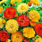 200+ Calendula Seeds | Pacific Beauty Mix | Calendula officinalis | Non-GMO Annual Blooms for Gardens, Borders & Pollinators