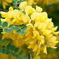 Caragana arborescens Seeds - 25 Count - Siberian Pea Tree - Nitrogen Fixing Shrub - Zone 2-7