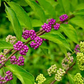 20 Bonsai Beautyberry Seeds - Callicarpa americana | Grow Unique Ornamental Shrub | Purple Berry Bonsai | Non-GMO Garden Seeds