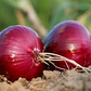 70 Seeds Onion Red Burgundy Short Day for Planting (Allium cepa) - Sweet, Mild Red Onions for Home Gardens, Ideal for Early Spring Planting