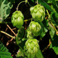 Humulus lupulus Seeds - 20 Count - Hops Vine - Fast-Growing Climber - Zone 4-8