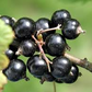 Ribes nigrum Seeds - 25 Count - Black Currant - Alaska Grown - Zone 3 Hardy