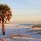 10 Hardy SABAL PALM TREE Cabbage Palmetto Flower Seeds
