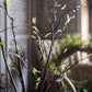 Seed Germination Branch Stem Faux