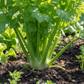 Celery Grow Kit | Grow Celery from Seed | Seeds In A Cup®