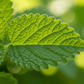 Lemon Balm Grow Kit | Grow Fresh Lemon Balm from Seed | Seeds In A Cup®