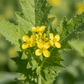 Mustard Greens Grow Kit | Grow Mustard Greens from Seed | Seeds In A Cup®