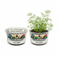 Sunflower Grow Kit | Grow Giant Sunflowers from Seed | Seeds In A Cup®