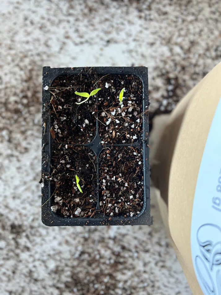 Seedling Mix for Seed Starting