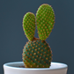 Opuntia Mix "Prickly Pear" Seeds