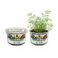 Dill Grow Kit | Grow Fresh Dill from Seed | Seeds In A Cup®