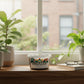 Jalapeño Pepper Grow Kit | Grow Jalapeños from Seed | Seeds In A Cup®
