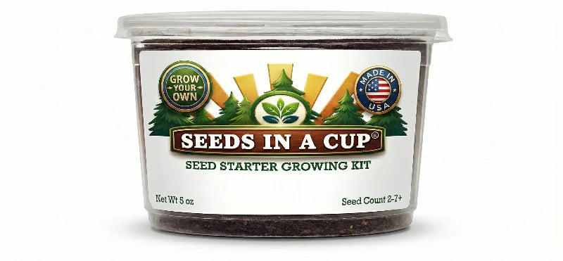 American Holly Grow Kit | Grow Holly from Seed | Seeds In A Cup®