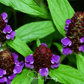 Self Heal (Heal All, All Heal) – 50 Seeds