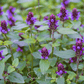 Self Heal (Heal All, All Heal) – 50 Seeds