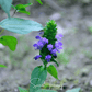 Self Heal (Heal All, All Heal) – 50 Seeds