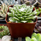 Sempervivum Cob Web