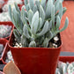 Senecio Blue Chalk Sticks
