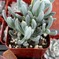 Senecio Blue Chalk Sticks