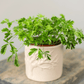 Sensitive Plant Mimosa – 50 Seeds – Responds When Touched
