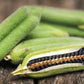 1500 BLACK SESAME Sesamum Indicum Vegetable Flower Seeds